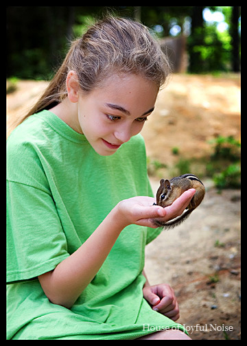 training chipmunks