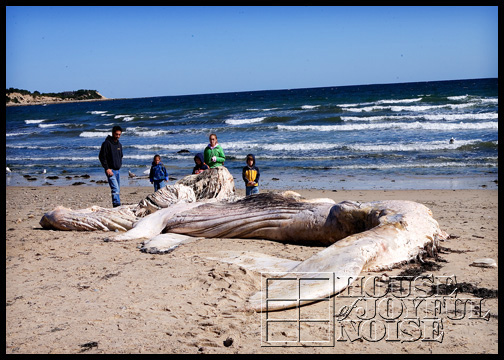 whale-carcass-washed-ashore_1