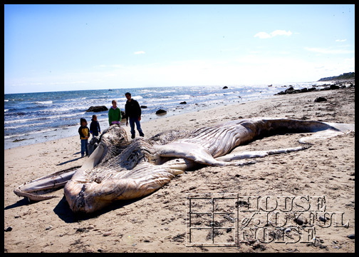 whale-carcass-washed-ashore_2