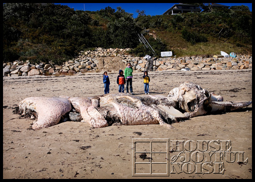 whale-carcass-washed-ashore_3