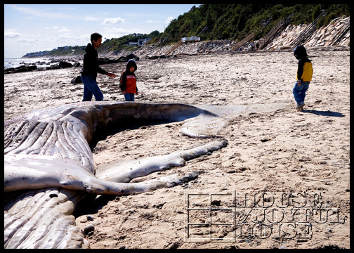 whale-carcass-washed-ashore_4