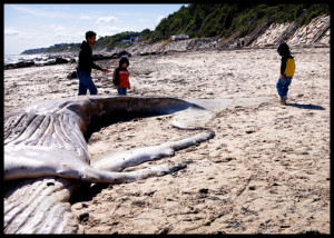 whale carcass washed ashore