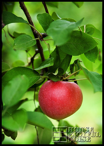 10_apple-on-tree