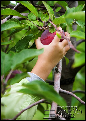 5_child-hand-picking-apple