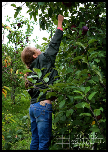 7_girl-picking-apple