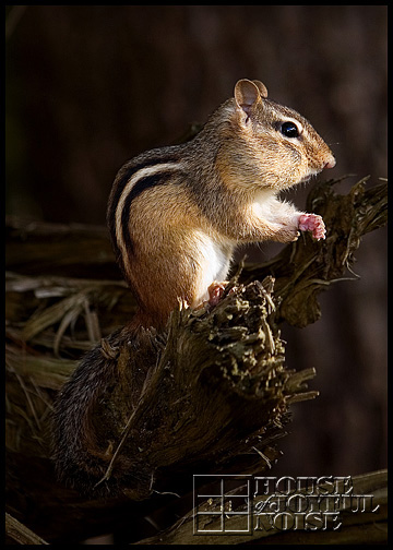 chipmunks