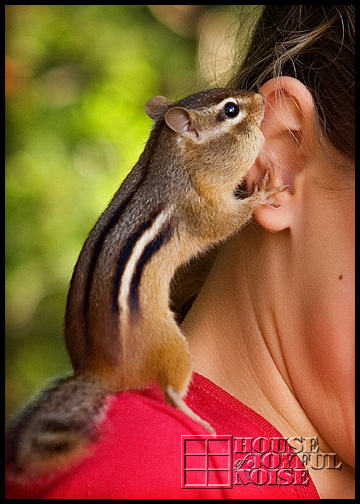 chipmunks