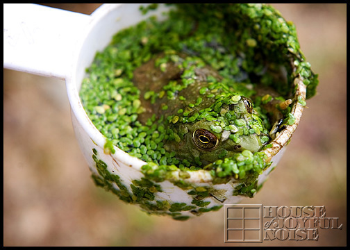 bullfrog-in-cup
