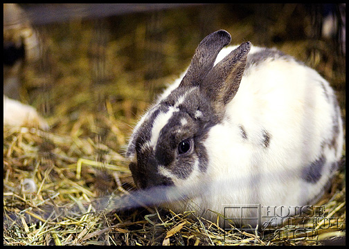 grey-and-white-bunny