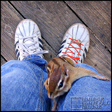 training chipmunks