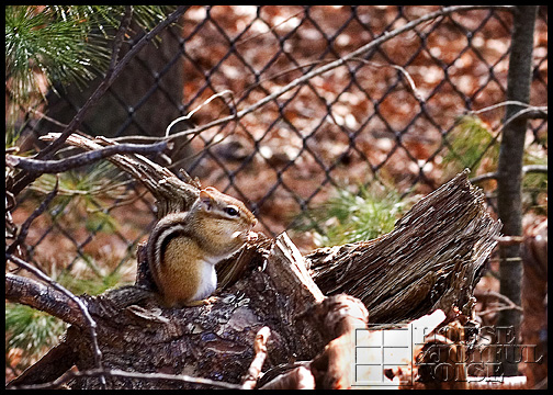 chipmunk