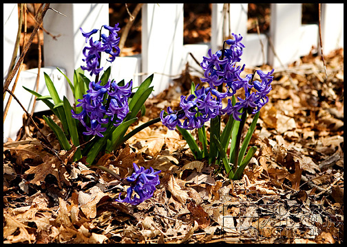 Earth Day homeschooling ideas