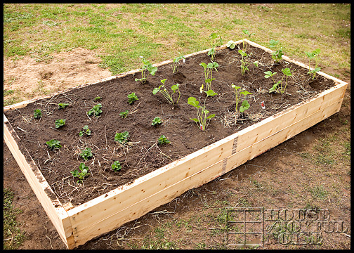 growing strawberries