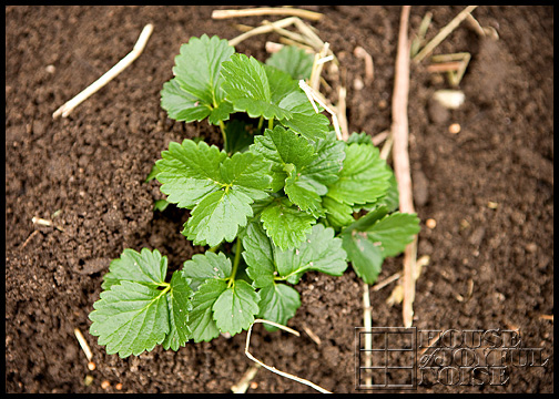 growing strawberries