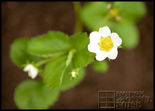 growing strawberries