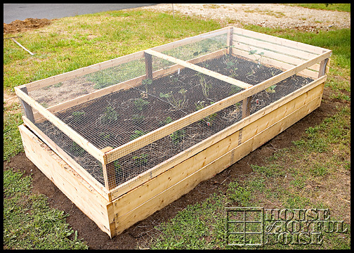 growing strawberries in a covered bed