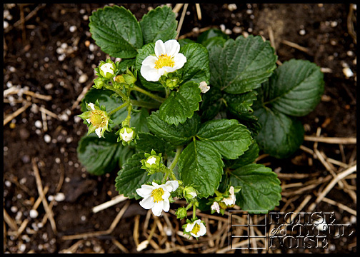 growing strawberries