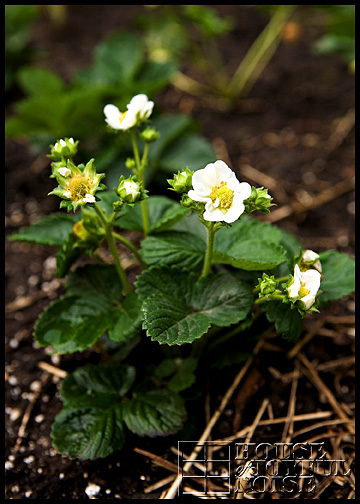 growing strawberries