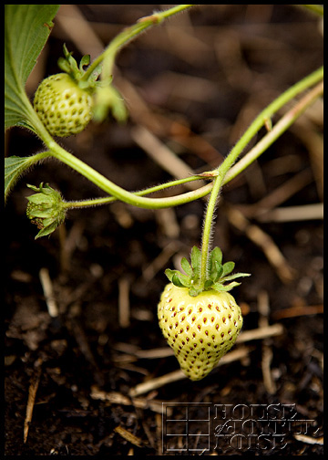 growing strawberries