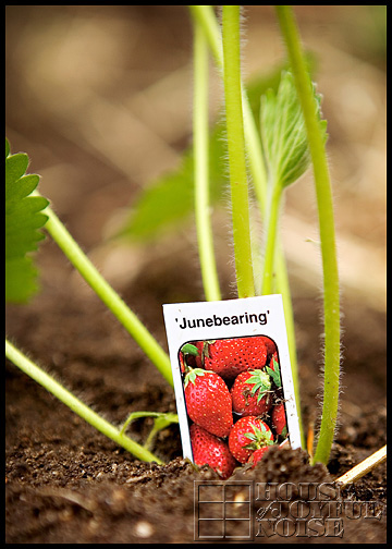 growing strawberries 