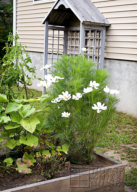 vegetable garden photos