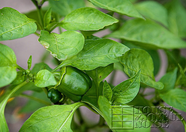 vegetable garden photos