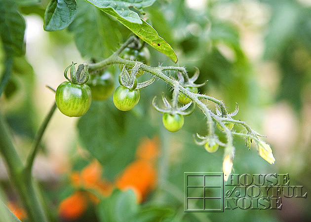 front yard gardens