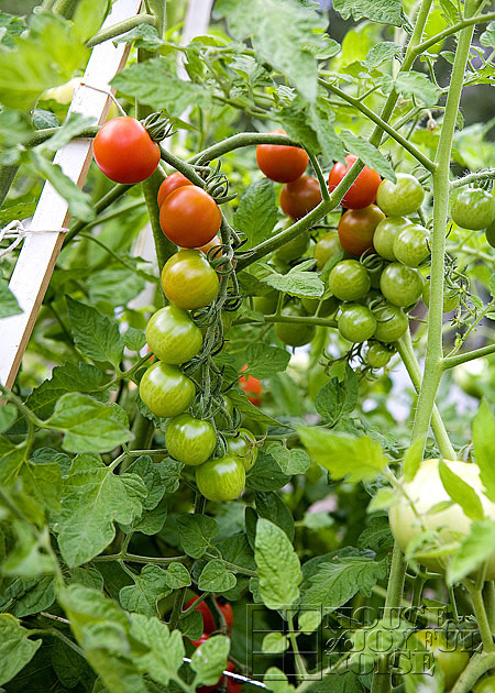 vegetable garden photos