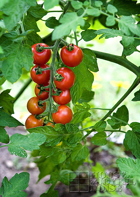 vegetable garden photos