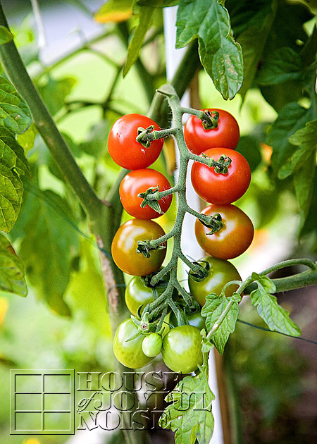 front yard gardens