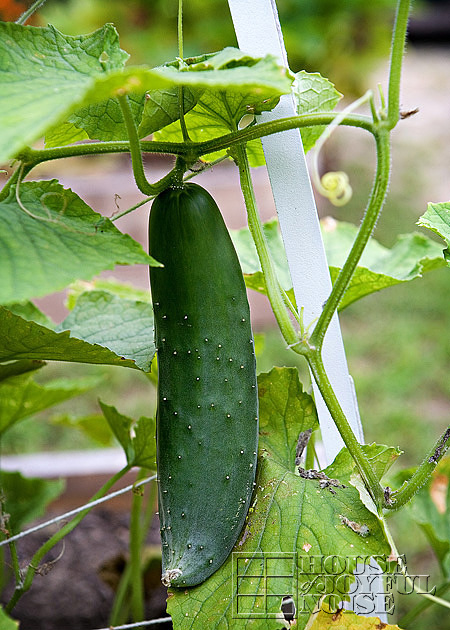 vegetable garden photos