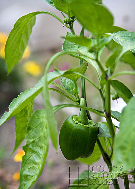 vegetable garden photos