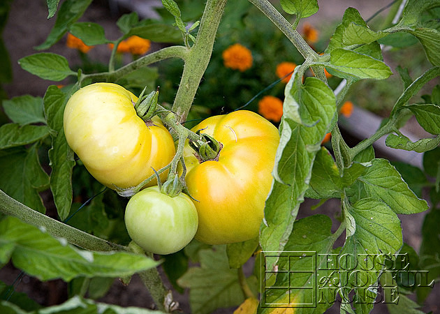 vegetable garden photos