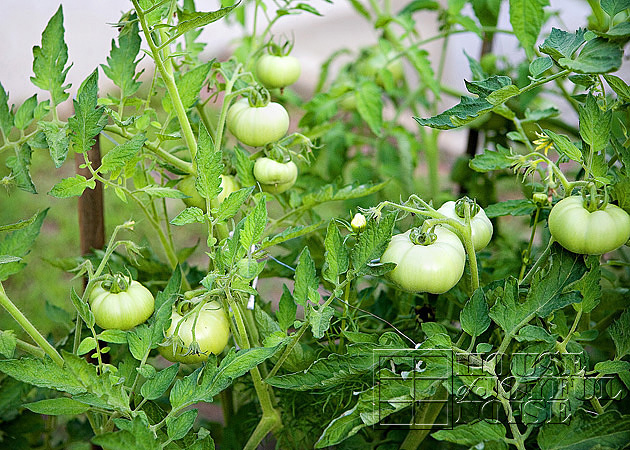 front yard gardens