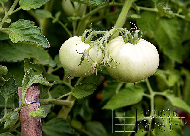 vegetable garden photos