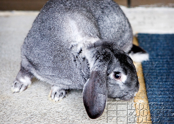lop-eared-bunny-1