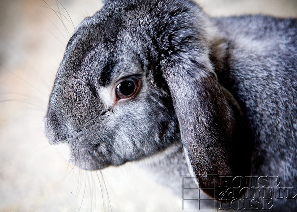 lop-eared-bunny-3