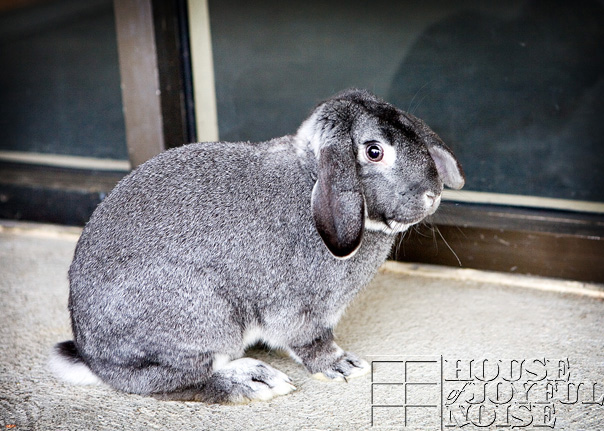 lop-eared-bunny-4