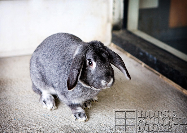 lop-eared-bunny-7
