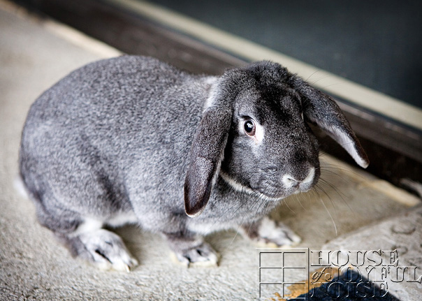 lop-eared-bunny