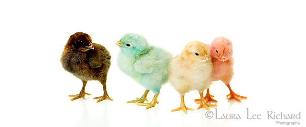 laura-lee-richard-photography-kids-and-colored-chicks-portraits-18