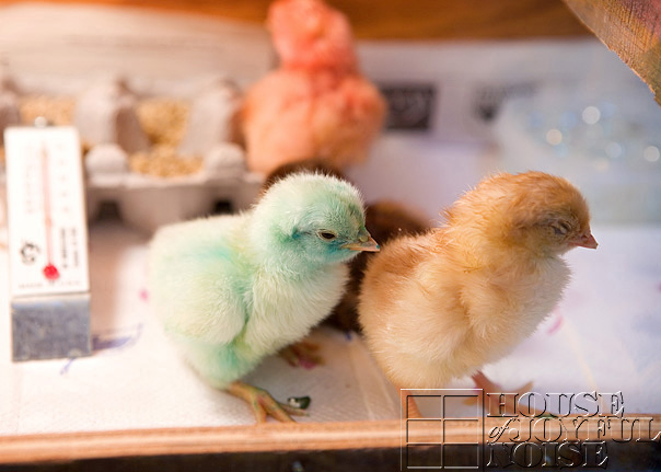 chick-coloring-incubation-embryology-4