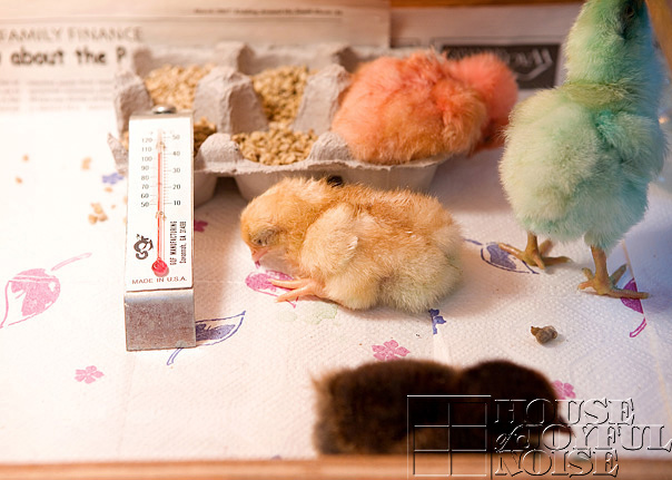 chick-coloring-incubation-embryology-5