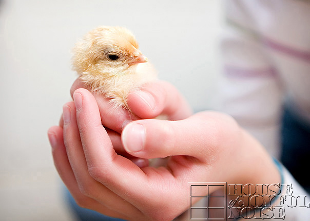 chick-coloring-incubation-embryology-9
