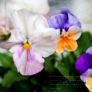 1_pansies