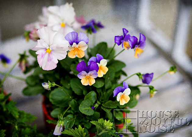 7_pot-of-pansies