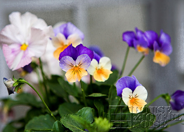 9_pansies-variety