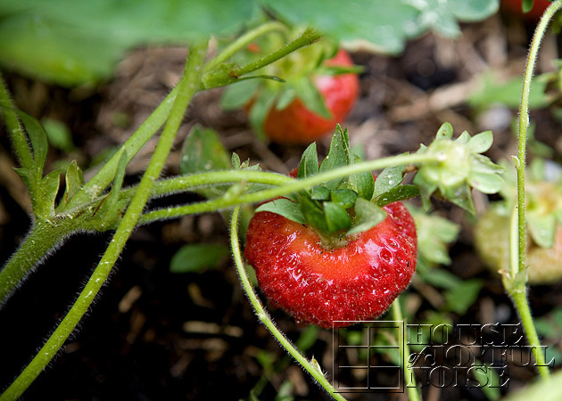 02_strawberry-growing