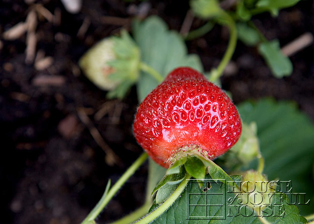 03_growing_strawberries