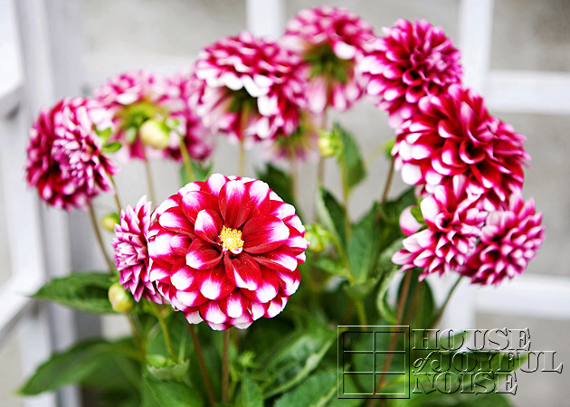 08_dahlias